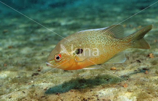 Roodborstzonnebaars (Lepomis auritus)