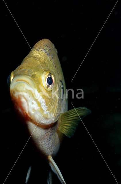 Roodborstzonnebaars (Lepomis auritus)