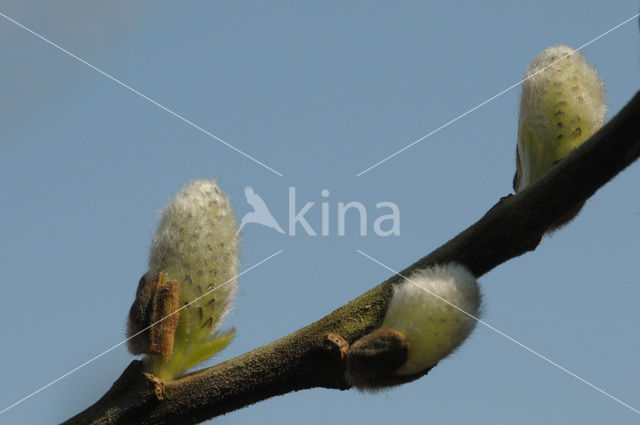 Schietwilg (Salix alba)