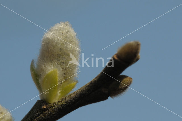 Schietwilg (Salix alba)