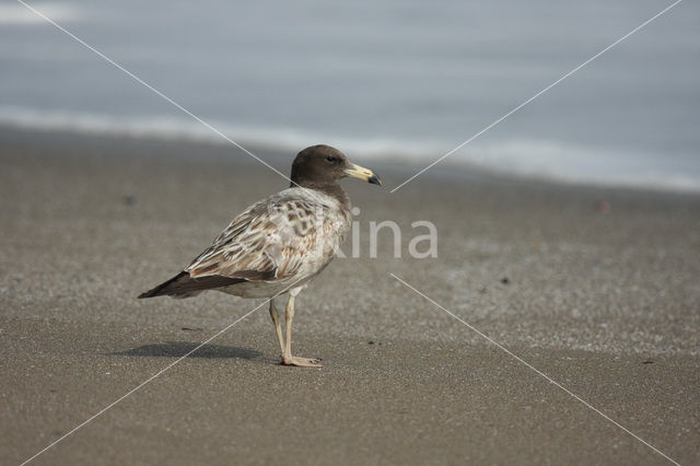 Simeonsmeeuw (Larus belcheri)