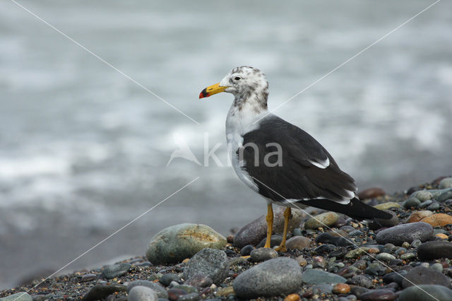 Simeonsmeeuw (Larus belcheri)