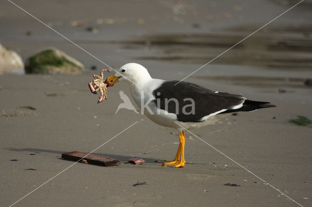 Simeonsmeeuw (Larus belcheri)