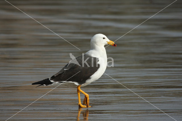 Simeonsmeeuw (Larus belcheri)