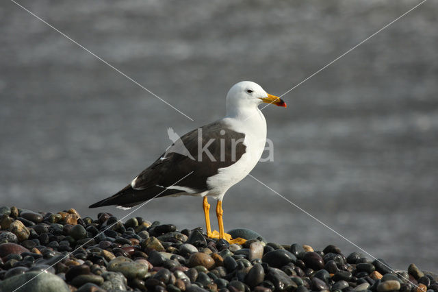 Simeonsmeeuw (Larus belcheri)