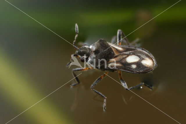 Slank Dwerglopertje (Microvelia buenoi)