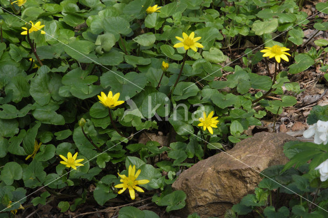 Speenkruid (Ranunculus ficaria)