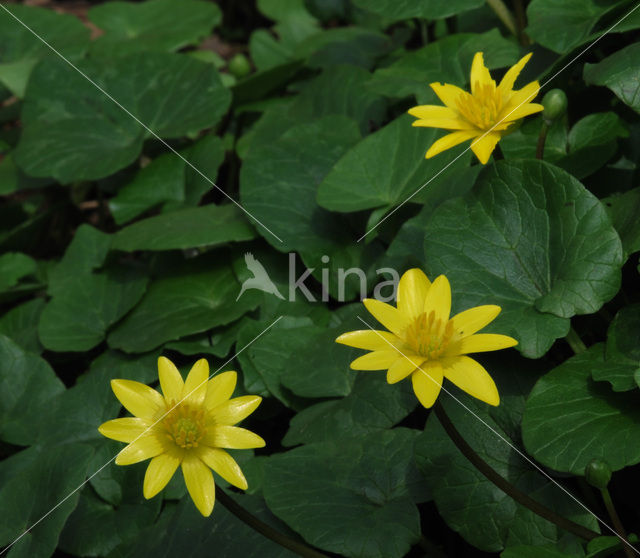 Speenkruid (Ranunculus ficaria)