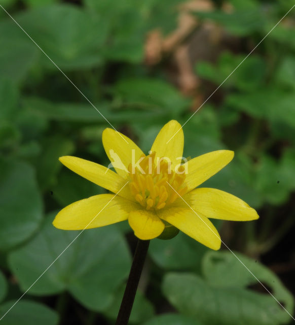 Speenkruid (Ranunculus ficaria)