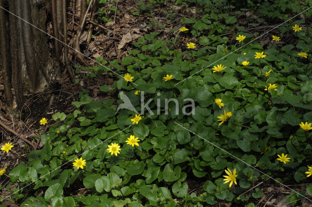 Speenkruid (Ranunculus ficaria)