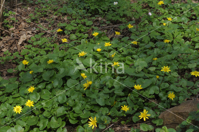 Speenkruid (Ranunculus ficaria)