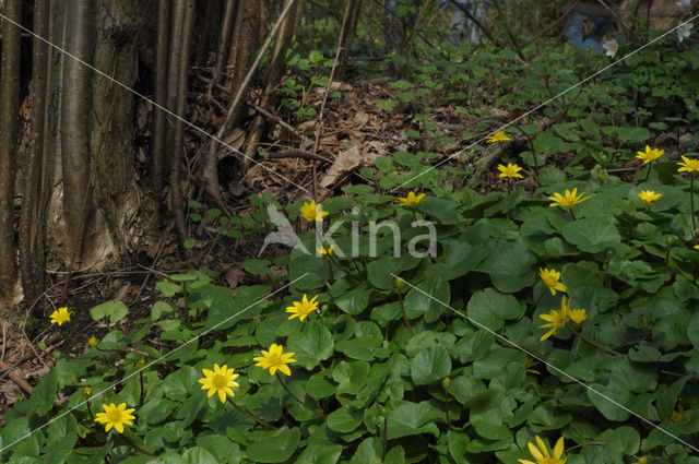 Speenkruid (Ranunculus ficaria)