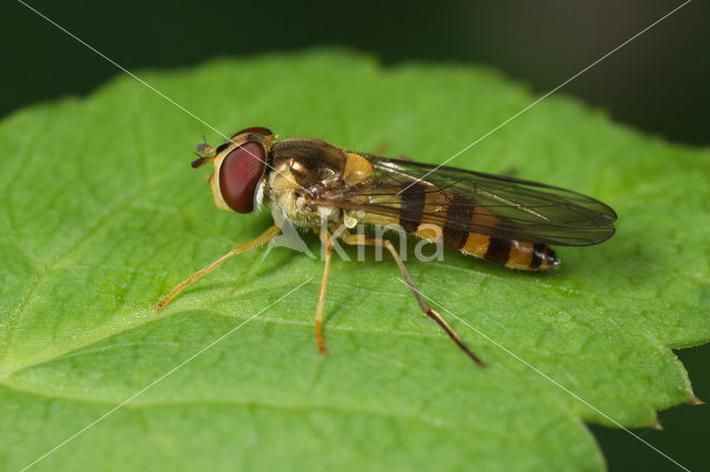 Stomp elfje (Meliscaeva cinctella)