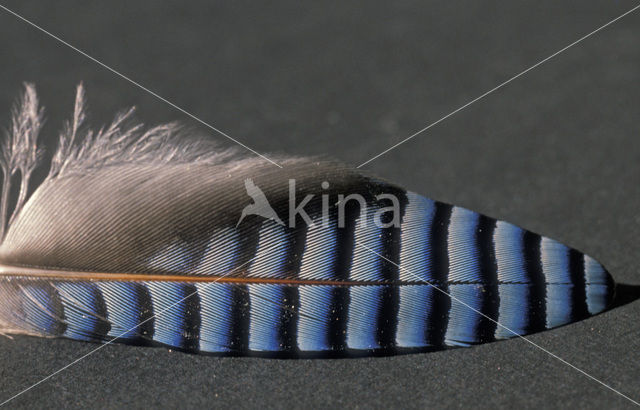 Vlaamse Gaai (Garrulus glandarius)