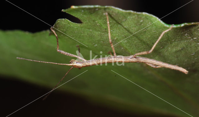 Wandelende tak (Carausius morosus)