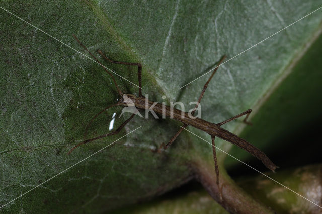 Wandelende tak (Carausius morosus)