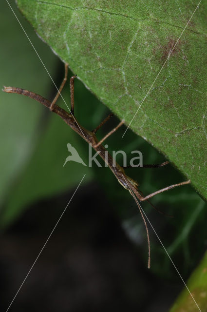 Wandelende tak (Carausius morosus)