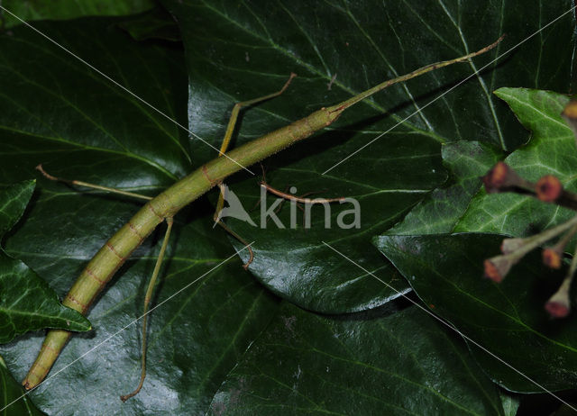 Wandelende tak (Carausius morosus)