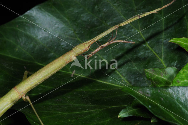 Wandelende tak (Carausius morosus)