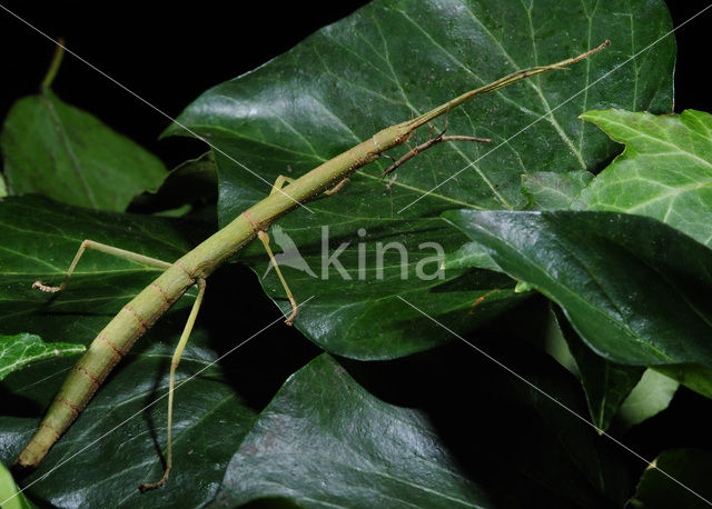 Wandelende tak (Carausius morosus)