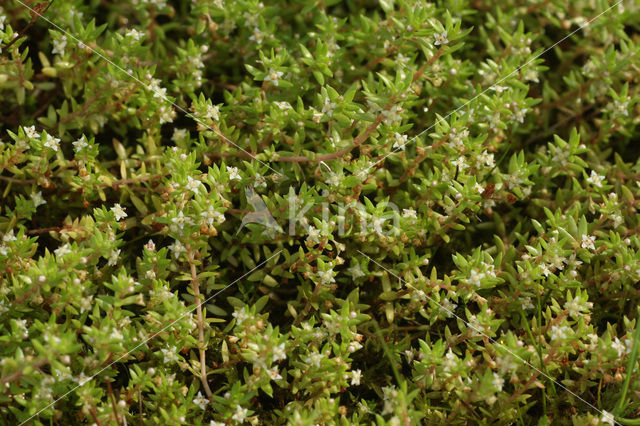 Watercrassula (Crassula helmsii)