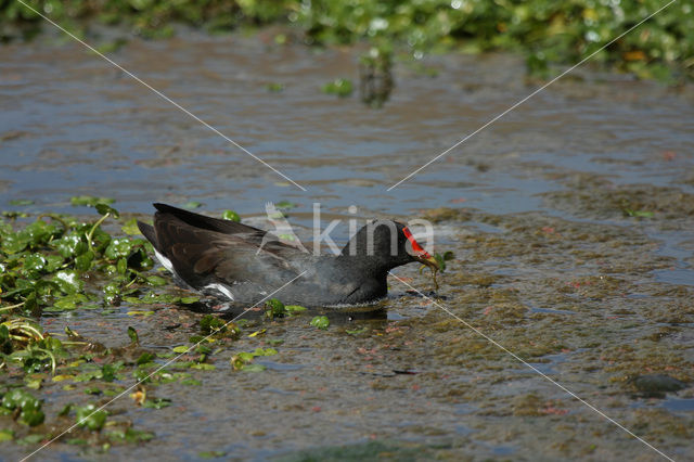 Waterhoen (Gallinula chloropus garmani)