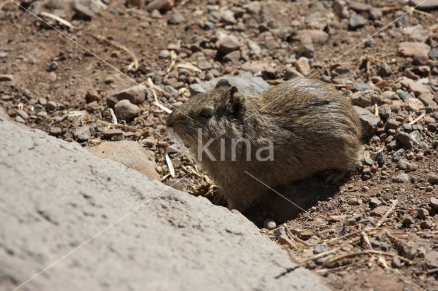 Wilde cavia (Cavia cutleri)