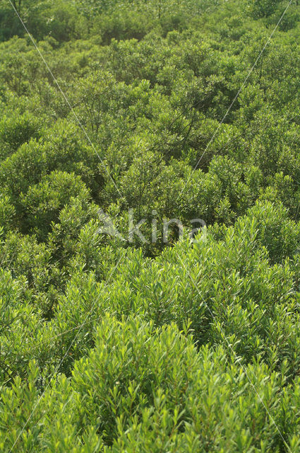 Wilde gagel (Myrica gale)