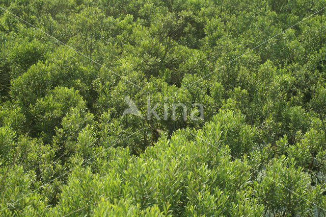 Wilde gagel (Myrica gale)