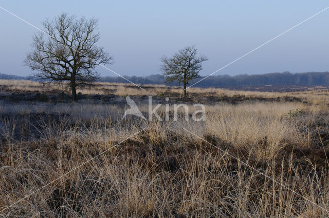 Zomereik (Quercus robur)