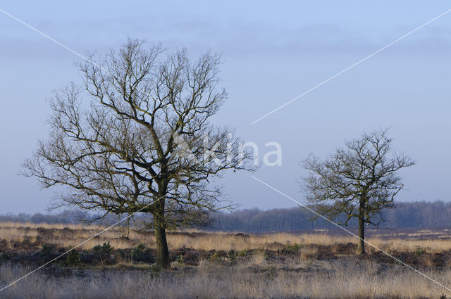 Common Oak