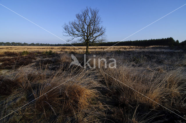 Common Oak