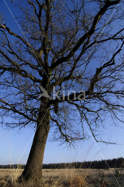 Common Oak