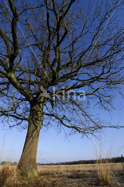 Zomereik (Quercus robur)