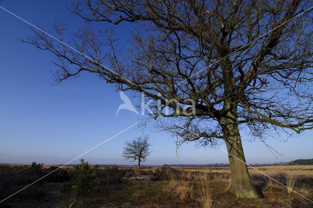 Common Oak