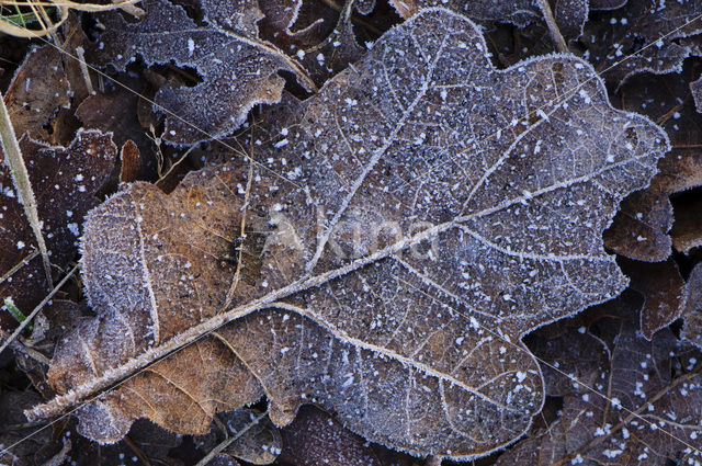 Zomereik (Quercus robur)