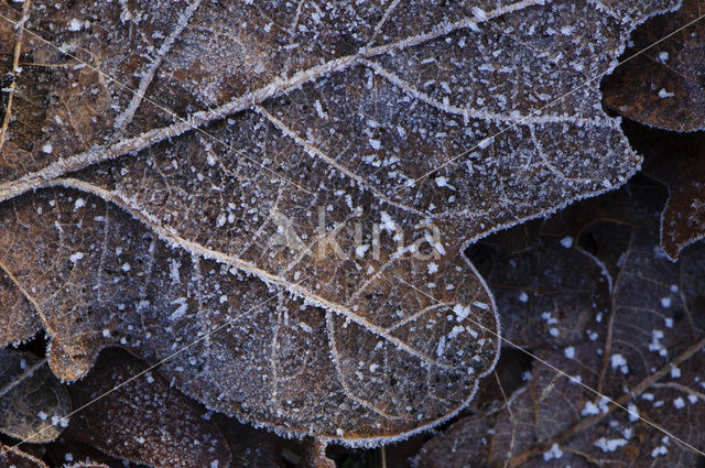 Zomereik (Quercus robur)