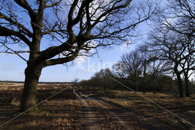 Zomereik (Quercus robur)