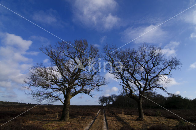 Zomereik (Quercus robur)