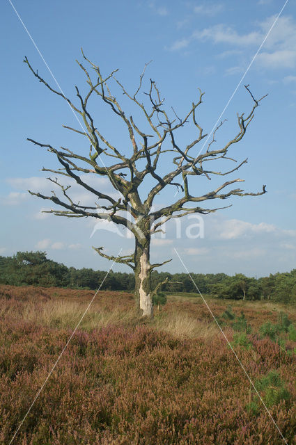 Zomereik (Quercus robur)