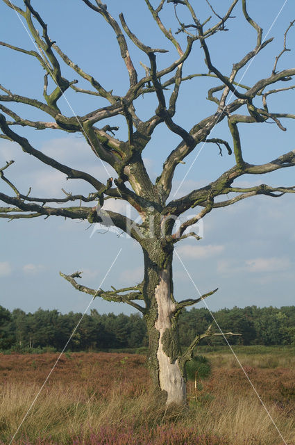 Zomereik (Quercus robur)