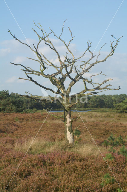 Zomereik (Quercus robur)