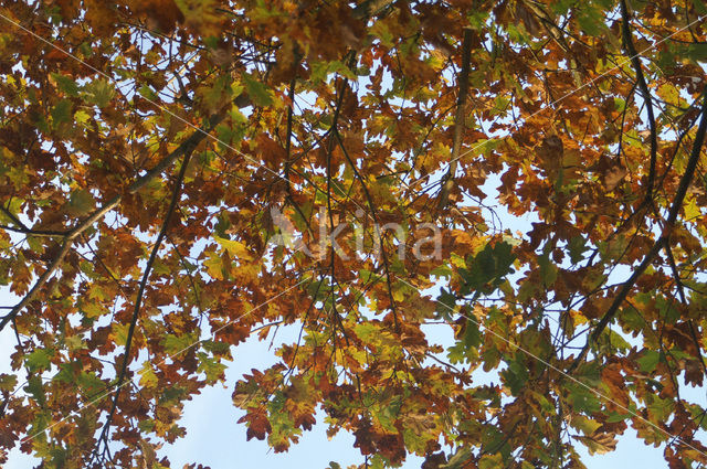 Zomereik (Quercus robur)