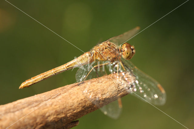 Zuidelijke heidelibel (Sympetrum meridionale)