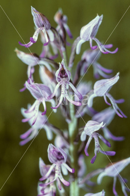 Monkey Orchid (Orchis simia)