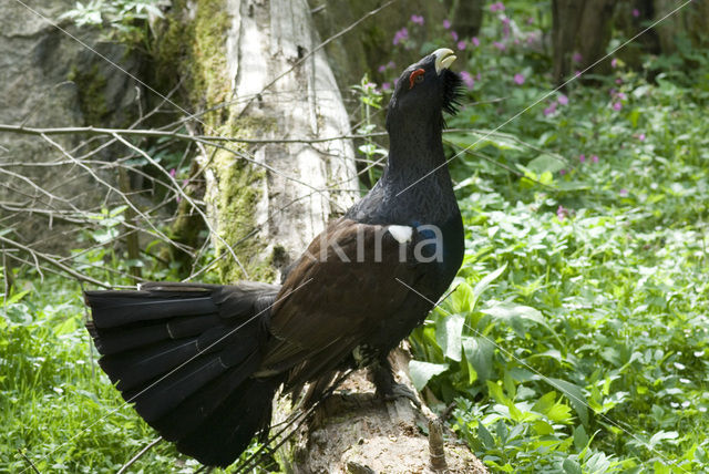 Auerhoen (Tetrao urogallus)