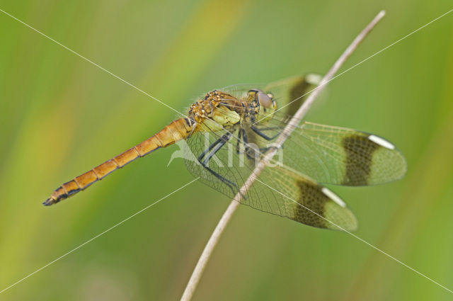 Bandheidelibel (Sympetrum pedemontanum)