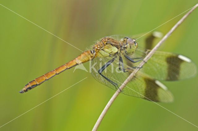 Bandheidelibel (Sympetrum pedemontanum)