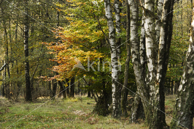 Berk (Betula)