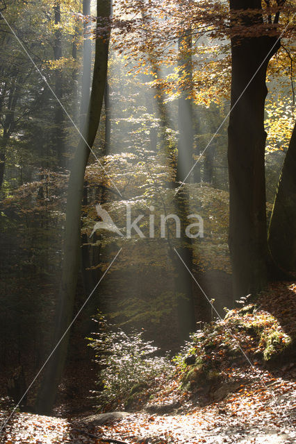 Beech (Fagus sylvatica)